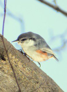 1957750_10201537741836464_1461175092_o