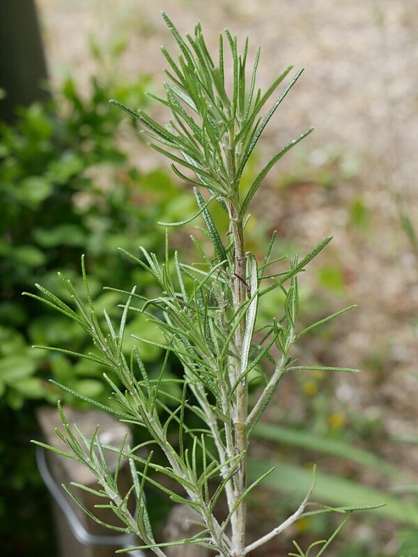 JardinBio Rosemary 40g