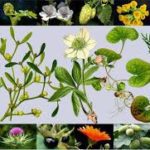 Чай из перечной мяты Süvahavva 20g