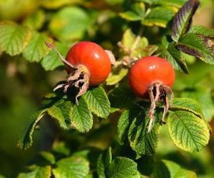 Loodusravi kibuvitsamarjad 40g, öko